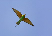 Blue-cheeked bee-eater (Merops persicus) in flight, Sultanate of Oman, March