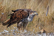 Bonelli's eagle (Hieraetus fasciatus) on ground with prey, Spain, March