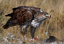 Bonelli's eagle (Hieraetus fasciatus) feeding on prey, Spain, March