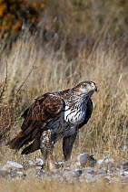 Bonelli's eagle (Hieraetus fasciatus) feeding on prey, Spain, March