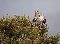 Bonelli's eagle (Hieraetus fasciatus) perched in tree, Spain, March