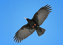 Chough (Pyrrhocorax pyrrhocorax) in flight, Morocco, February
