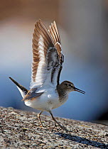 Common sandpiper (Actitis hypoleucos) with wings outstretched, Ristiina, Finland, May