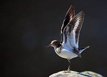 Common sandpiper (Actitis hypoleucos) flapping wings, calling, Ristiina, Finland, May
