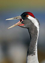 Common crane (Grus grus) calling, Sweden, April