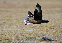 Great skua (Catharacta / Stercorarius skua) in flight carrying dead Tern (Sterna sp) Iceland, June