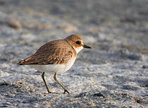 Great sand plover (Charadrius leschenaultii) Israel, March