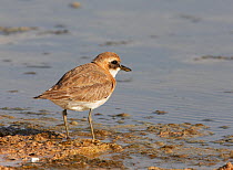 Great sand plover (Charadrius leschenaultii) at waters edge, Israel, March