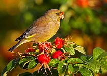 Greenfinch (Carduelis chloris) feeding on rose hips, Porvoo, Finland, October. Magic Moments book plate.
