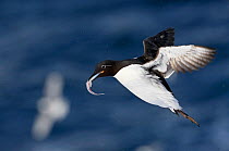 Guillemot (Uria aalge) in flight carrying fish in beak, Norway, July