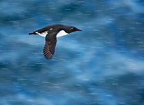 Guillemot (Uria aalge) in flight over water, Norway, July