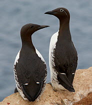 Two Guillemots (Uria aalge) on cliff top, Norway, July