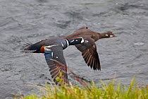 Harlequin duck (Histrionicus histrionicus) pair in flight over water, Iceland, June