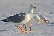 Two Herring Gulls (Larus argentatus) on ice displaying, Lokka, Finland, May