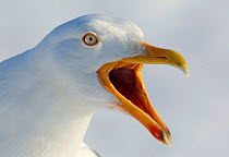 Herring Gull (Larus argentatus) calling, Lokka, Finland, May