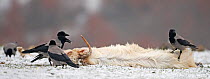 Hooded Crow (Corvus cornix) feeding on dead goat, Bulgaria, February