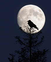 Silhouette of Hooded Crow (Corvus cornix) against full moon, Helsinki, Finland, December