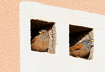 House Bunting (Emberiza sahari) female and male perched on ventilation ledges in building, Morocco, February