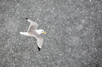 Kittiwake (Rissa tridactylus) flying through snow, Norway, April. Magic Moments book plate.