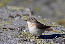 Lesser Whitethroat (Sylvia curruca) perched on ground, Porvoo, Finland, May