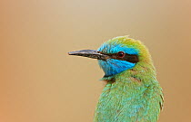 Little Green Bee-eater (Merops orientalis) portrait, Israel, May