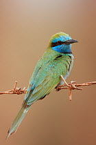 Little Green Bee-eater (Merops orientalis) perched on wire, Israel, May