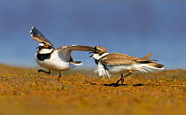Little Ringed Plover (Charadrius dupius) one adult chasing off another, Loviisa, Finland, May
