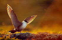 Long-tailed Skua (Stercorarius longicaudus) back-lit, with wings outstretched, Utsjoki July, Finland,