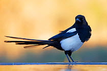 Magpie (Pica pica) December, Spain, Europe