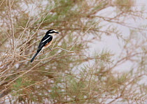 Masked Shrike (Lanius nubicus) March, Israel,