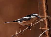 Masked Shrike (Lanius nubicus) with insect prey, Israel