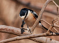 Masked Shrike (Lanius nubicus) foraging for insects, Israel