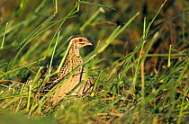 Quail (Coturnix coturnix) in grasses, November, Sultanate of Oman,