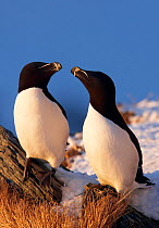 Razorbill (Alca torda) male and female pair, Spring, Norway