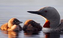 Red-throated Diver (Gavia stellata) adult with two young chicks, Vaala, Finland