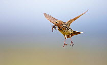 Red-throated Pipit (Anthus cervinus) carrying insect prey, in flight, Norway. Magic Moments book plate.