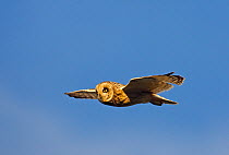 Short-eared Owl (Asio flammeus) in flight, Liminka Finland