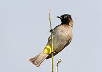 Spectacled Bulbul (Pycnonotus xanthopygos) perched, Israel