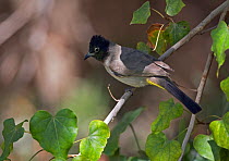 Spectacled Bulbul (Pycnonotus xanthopygos) perched in tree, Israel