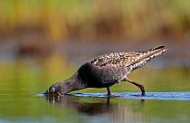 Spotted Redshank (Tringa erythopus) foraging, with head submerged in water, Summer plumage Loviisa, Finland