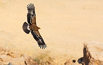 Steppe Eagle (Aquila nipalensis) in flight low over desert, Sultanate of Oman