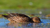 Teal (Anas crecca) female feeding on water with head partially submerged, Loviisa, Finland
