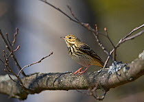Tree Pipit (Anthus trivialis) perched  on branch, Helsinki Finland
