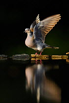 Turtle Dove (Streptopelia turtur) take off, Hungary