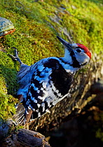 White-backed Woodpecker (Dendrocopos / Picoides leucotos) male on tree trunk, Kotka, Finland, January