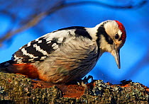 White-backed Woodpecker (Dendrocopos / Picoides leucotos) male on branch, Kotka, Finland, January