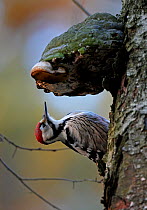 White-backed Woodpecker (Dendrocopos / Picoides leucotos) male on tree trunk beside bracket fungus, Kotka, Finland, January