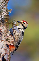 White-backed Woodpecker (Dendrocopos / Picoides leucotos) male on Birch tree trunk, Kotka, Finland, January