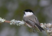 Willow Tit (Poecile montanus) on lichen covered branch, Haukipudas, Finland