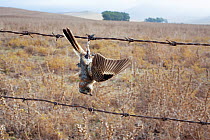 Dead Woodchat Shrike (Lanius senator) hanging from barbed wire, Spain